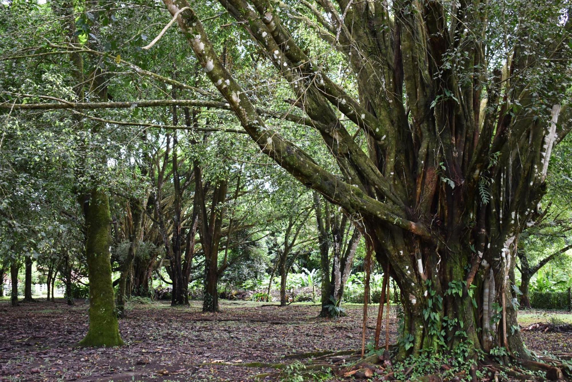 Hotel Arenal Country Inn La Fortuna Eksteriør bilde