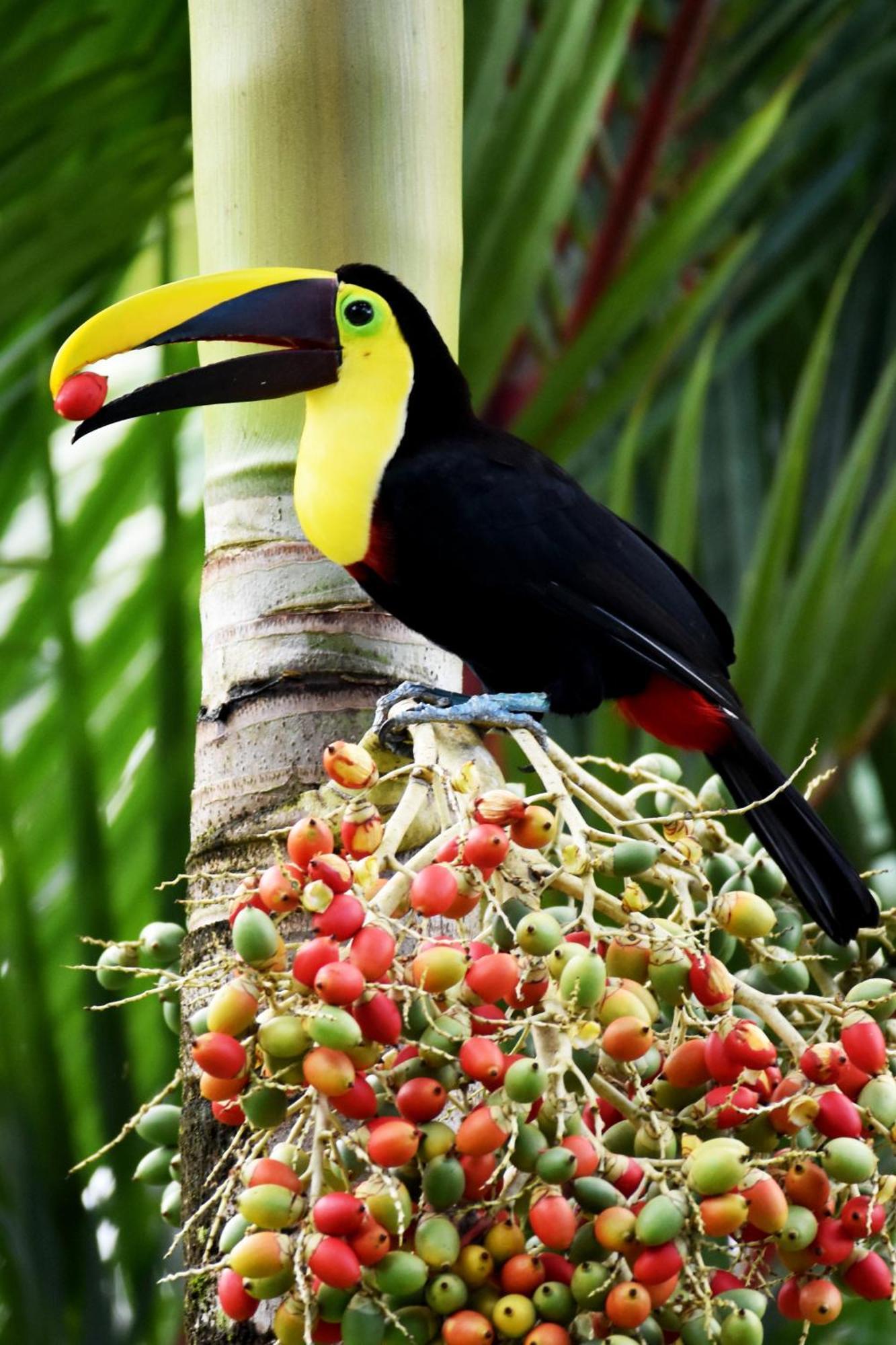 Hotel Arenal Country Inn La Fortuna Eksteriør bilde