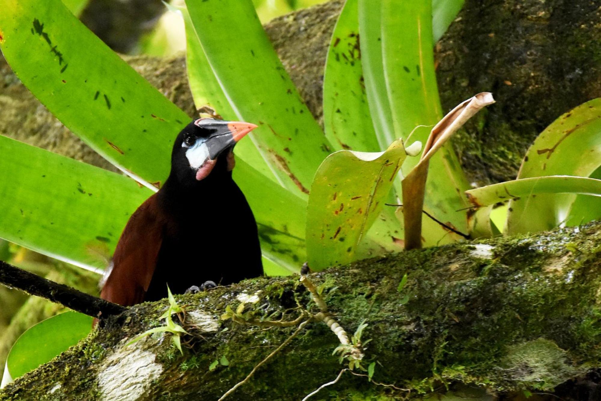 Hotel Arenal Country Inn La Fortuna Eksteriør bilde