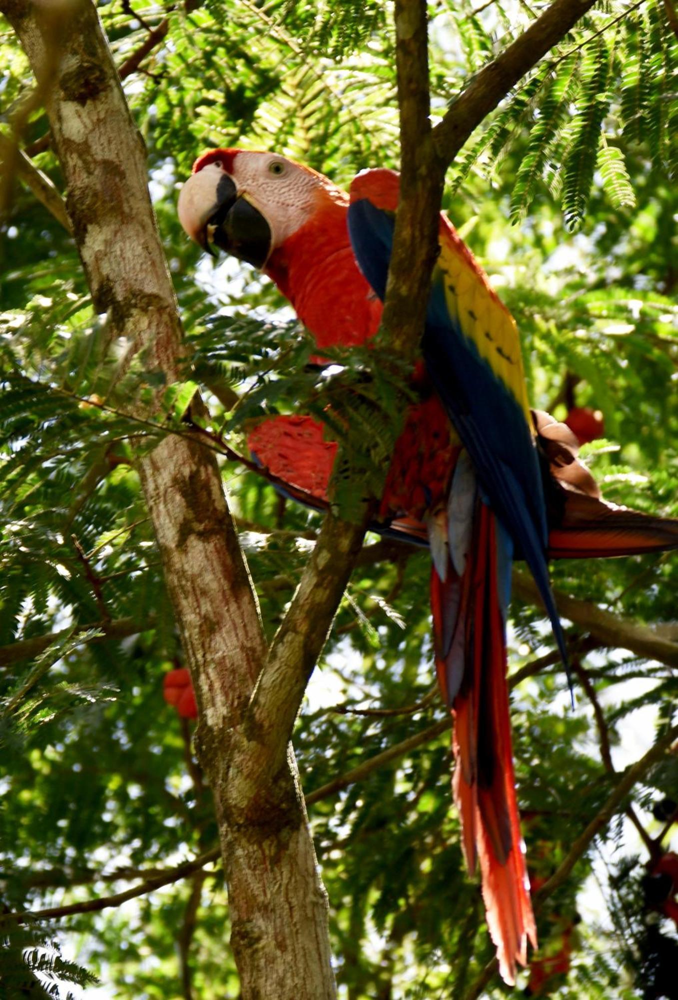 Hotel Arenal Country Inn La Fortuna Eksteriør bilde